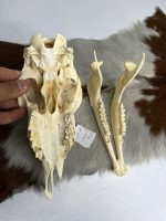 جمجمه گوسفند اهلی مدل 1 / model-1 - Image 2