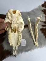 جمجمه گوسفند اهلی مدل 2 / model-2 - Image 2