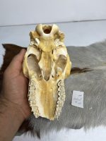 جمجمه گوسفند اهلی مدل3 / model-3 - Image 2