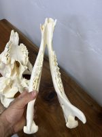 جمجمه طبیعی شتر شماره 2 / Camel-model-2 - Image 2