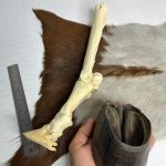 آناتومی دست اسب همراه سم مدل 2 / Horse-model-2