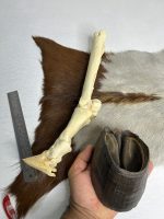 آناتومی دست اسب همراه سم مدل 2 / Horse-model-2