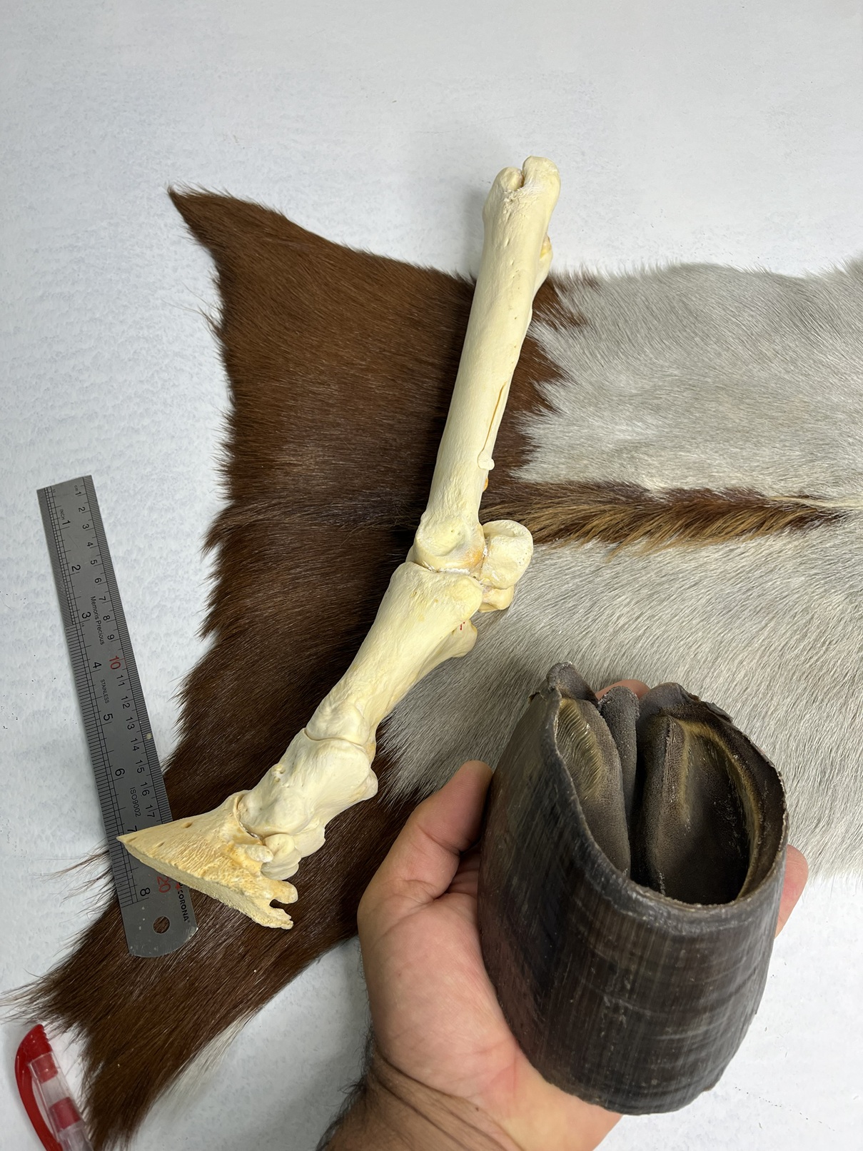 1 آناتومی دست اسب همراه سم مدل 2 / Horse-model-2 - Image 1