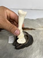 آناتومی انگشت الاغ همراه سم مدل 3 / Donkey-model-3 - Image 2