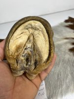 آناتومی انگشت اسب همراه سم مدل 4 / Horse-model-4 - Image 2
