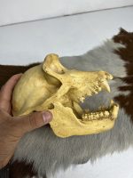 جمجمه شامپانزه-مدل1 - Chimpanzees-model-1 - Image 2