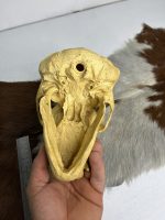 جمجمه شامپانزه-مدل3 - Chimpanzees-model-3 - Image 2
