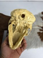 جمجمه شامپانزه-بافت نرم مدل 4  - Chimpanzees-model-4 - Image 2