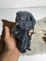 جمجمه شامپانزه رنگ مشکی - Chimpanzees - Image 2