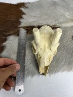 جمجمه عیب دار آهو بدون شاخ - Gazella-model-1 - Image 2