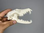 جمجمه طبیعی روباه معمولی مدل 1 / Vulpes-model-1 - Image 2