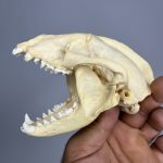 جمجمه طبیعی گورکن (رودک عسل خوار) مدل 1 / Meles -model-1