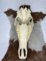 جمجمه تنها گوزن مرال مدل 1 / – maral-model-1 - Image 2