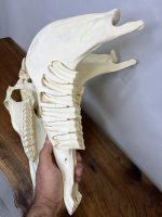 جمجمه طبیعی اسب حکاکی شده / Horse-model-100 - Image 14