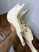 جمجمه طبیعی اسب شماره 12 / Horse-model-12 - Image 2