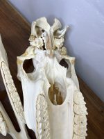 جمجمه طبیعی اسب شماره 10 / Horse-model-10 - Image 2