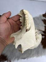 جمجمه شامپانزه-مدل 1 - Chimpanzees-model-1 - Image 11