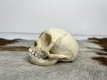 جمجمه طبیعی میمون رزوس  -Macaca mulatta - Image 11