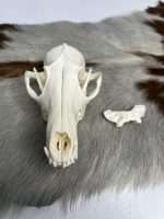 جمجمه طبیعی روباه معمولی مدل 1 / Vulpes-model-1 - Image 11