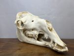 جمجمه طبیعی شتر شماره 5 / Camel-model-5 - Image 3