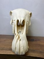 جمجمه طبیعی اسب حکاکی شده / Horse-model-100 - Image 5