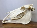 جمجمه طبیعی اسب شماره 10 / Horse-model-10 - Image 11