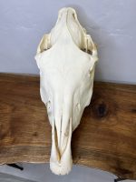 جمجمه طبیعی اسب شماره 3 / Horse-model-3 - Image 11