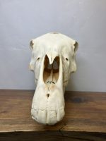 جمجمه طبیعی اسب شماره 8 / Horse-model-8 - Image 11