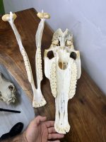 جمجمه طبیعی اسب شماره 13 / Horse-model-13 - Image 11