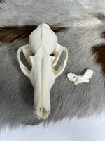 جمجمه طبیعی روباه معمولی مدل 1 / Vulpes-model-1 - Image 12