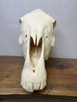 جمجمه طبیعی اسب شماره 3 / Horse-model-3 - Image 12