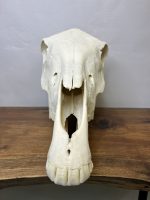 جمجمه طبیعی اسب شماره1 / Horse-model-1 - Image 12