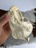 جمجمه شامپانزه-مدل 1 - Chimpanzees-model-1 - Image 12