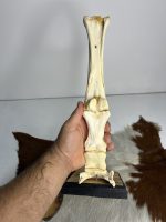آناتومی دست اسب همراه سم و نعل و با شاسی چوبی / Horse-model-1 - Image 7