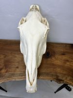 جمجمه طبیعی اسب شماره 10 / Horse-model-10 - Image 13