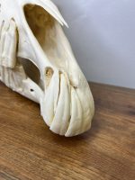 جمجمه طبیعی اسب حکاکی شده / Horse-model-100 - Image 4