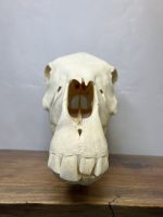 جمجمه طبیعی اسب شماره 3 / Horse-model-3 - Image 13