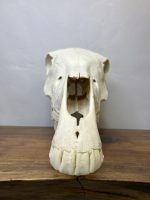 جمجمه طبیعی اسب شماره1 / Horse-model-1 - Image 13