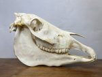 جمجمه طبیعی اسب شماره 8 / Horse-model-8