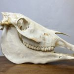جمجمه طبیعی اسب شماره 8 / Horse-model-8