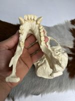 جمجمه شامپانزه-مدل 1 - Chimpanzees-model-1 - Image 13