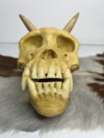 جمجمه شامپانزه شاخدار - مدل 5 - Chimpanzees-model-5 - Image 13