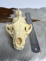 جمجمه طبیعی گورکن (رودک عسل خوار) مدل 1 / Meles -model-1 - Image 13