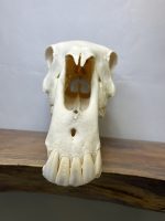 جمجمه طبیعی اسب شماره 10 / Horse-model-10 - Image 14