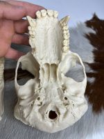 جمجمه شامپانزه-مدل 1 - Chimpanzees-model-1 - Image 14