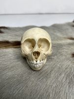 جمجمه طبیعی میمون رزوس  -Macaca mulatta - Image 14