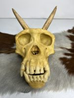 جمجمه شامپانزه شاخدار - مدل 5 - Chimpanzees-model-5 - Image 14