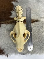 جمجمه طبیعی گورکن (رودک عسل خوار) مدل 1 / Meles -model-1 - Image 14