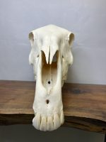 جمجمه طبیعی اسب شماره 10 / Horse-model-10 - Image 15