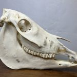 جمجمه طبیعی اسب شماره 3 / Horse-model-3